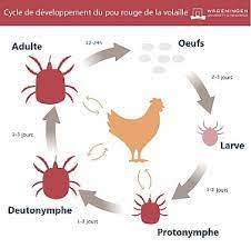 Les différents parasites des poules : poux, acariens, gale, vers