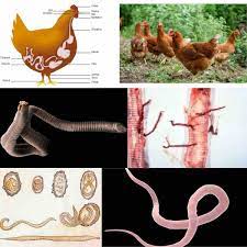 Les différents parasites des poules : poux, acariens, gale, vers